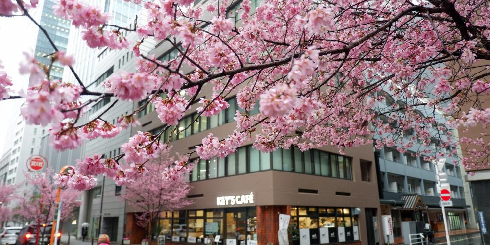 Ajisai-dori – La rue des cerisiers Okame-zakura à Tokyo