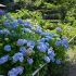 Festival des hortensias de la vallée Akigawa - 💠 Les 2 spots d'ajisai à l'ouest de Tokyo