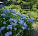 Festival des hortensias de la vallée Akigawa - 💠 Les 2 spots d'ajisai à l'ouest de Tokyo