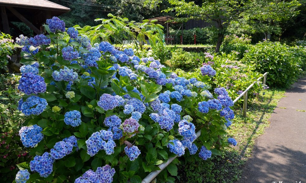 Festival des hortensias de la vallée Akigawa – 💠 Les 2 spots d'ajisai à l'ouest de Tokyo