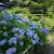 Festival des hortensias de la vallée Akigawa - 💠 Les 2 spots d'ajisai à l'ouest de Tokyo