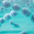 Le streptocoque du groupe A au Japon : la bactérie buzz du printemps 2024 - Informations sur les infections "mangeuses de chair" à SGA