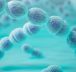 Le streptocoque du groupe A au Japon : la bactérie buzz du printemps 2024 - Informations sur les infections "mangeuses de chair" à SGA