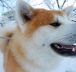 Inu no Hi - 🐾 Le jour du chien au Japon