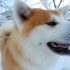 Inu no Hi - 🐾 Le jour du chien au Japon