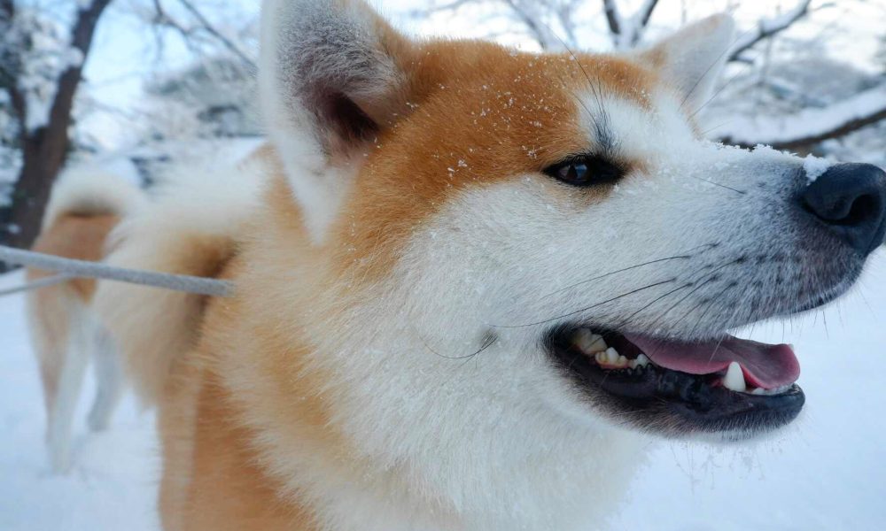 Inu no Hi – 🐾 Le jour du chien au Japon