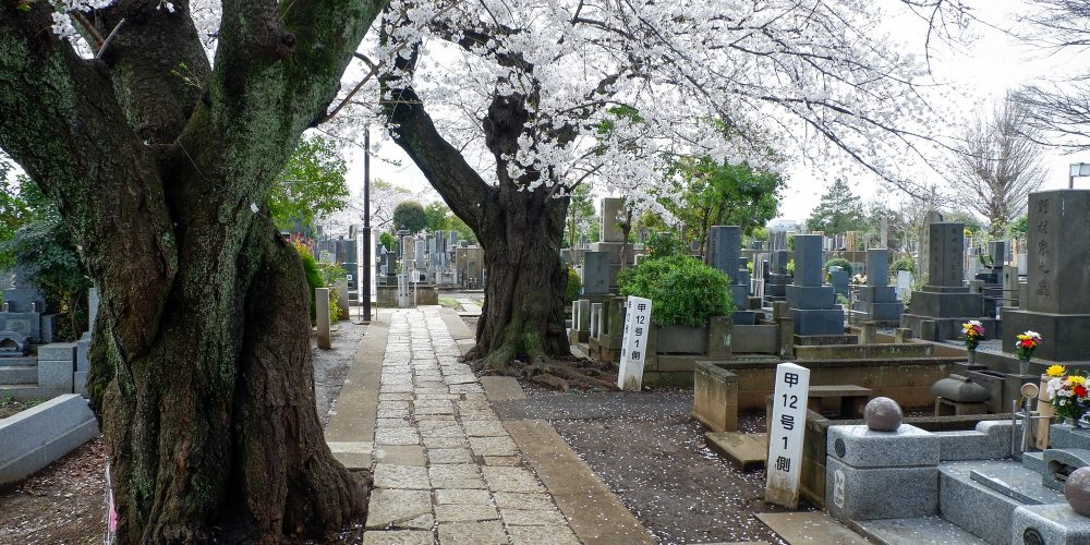 Cimetière de Yanaka – Les cerisiers tranquilles au nord de Tokyo