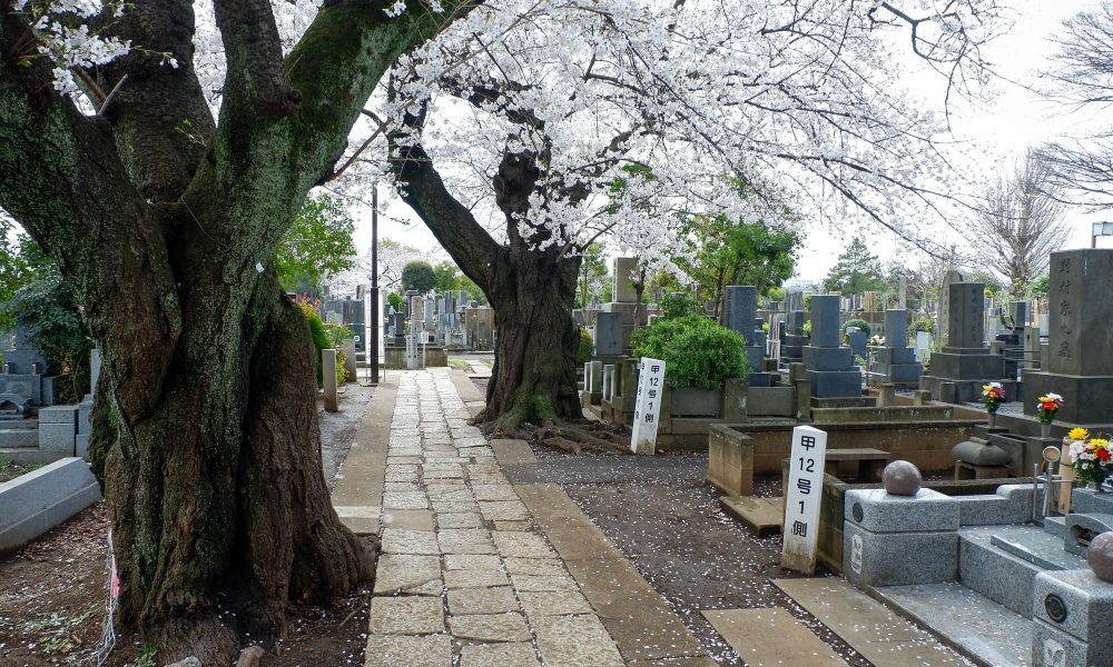 Cimetière de Yanaka – Les cerisiers tranquilles au nord de Tokyo