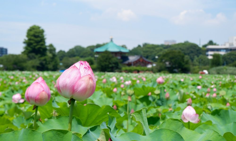 Le calendrier des plus belles floraisons à voir au Japon