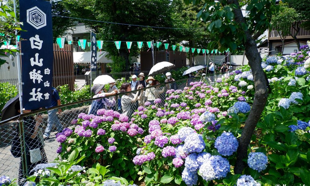 Hakusan-jinja – Les milliers d'hortensias en fleurs au nord de Tokyo