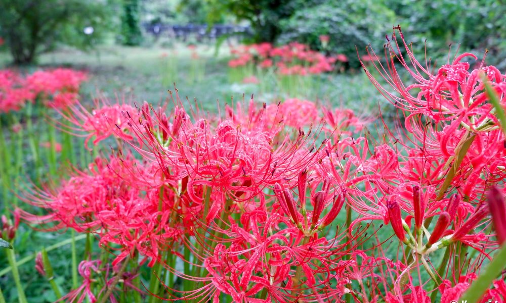 Higanbana – Les lycoris rouges de l'Équinoxe d'Automne