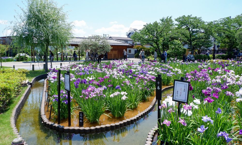 Horikiri Shobu-en – Le jardin d'iris aquatique de Katsushika