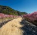 Kawazu-zakura Matsuri  - 🌸 Le festival des cerisiers précoces à Izu