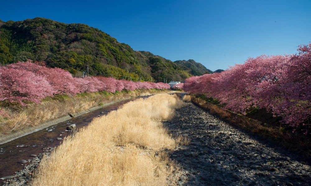 Kawazu-zakura Matsuri  – 🌸 Le festival des cerisiers précoces à Izu