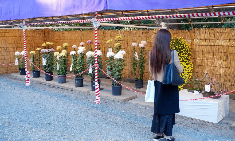 Kiku Matsuri – Le festival des chrysanthèmes