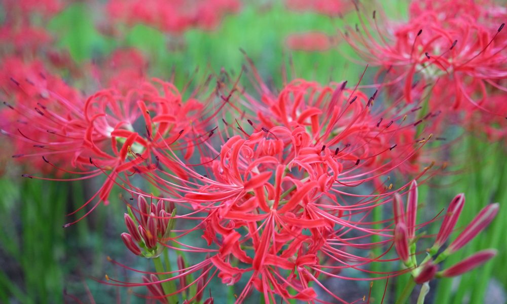 Kinchakuda Manjushage – Le grand parc aux lycoris rouges de Saitama