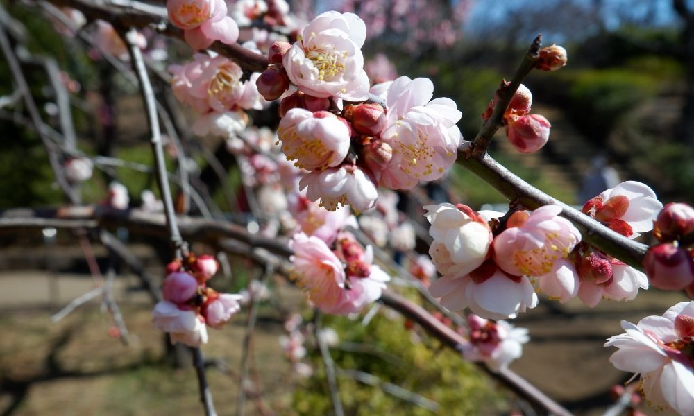 Koyomi : les 72 saisons du Japon – L'ancien calendrier de l'archipel