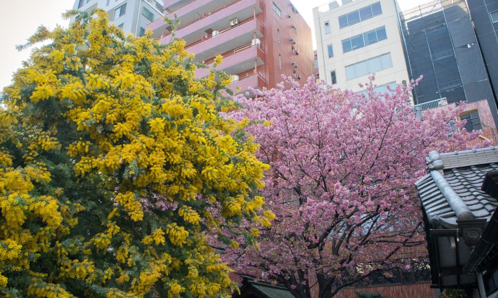 Kuramae-jinja – La floraison précoce des kawazu et mimosa à Asakusa