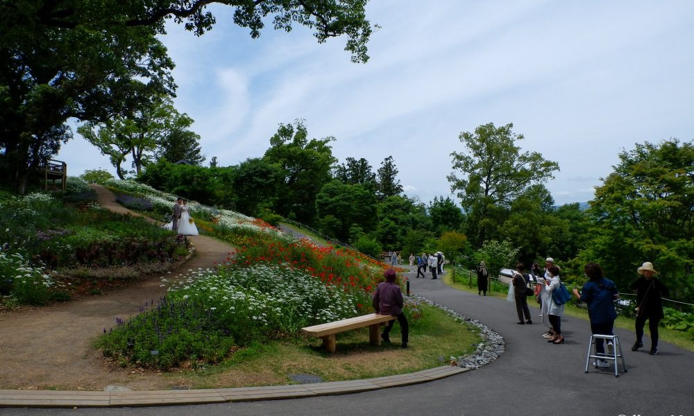 Jardin botanique Makino – L'hommage au fondateur de la botanique japonaise