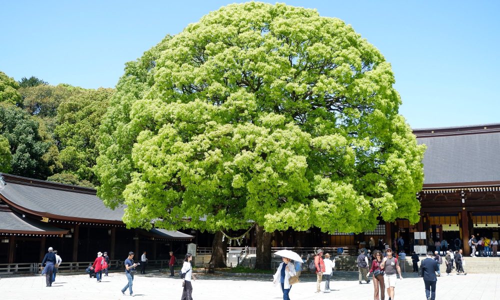 Midori no Hi – 🌿 Le jour férié de la Verdure au Japon
