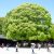 Midori no Hi - 🌿 Le jour férié de la Verdure au Japon