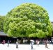Midori no Hi - 🌿 Le jour férié de la Verdure au Japon