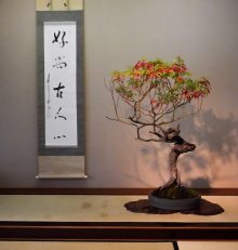 Musée d'art du bonsaï d'Omiya – Le premier musée du bonsaï au monde