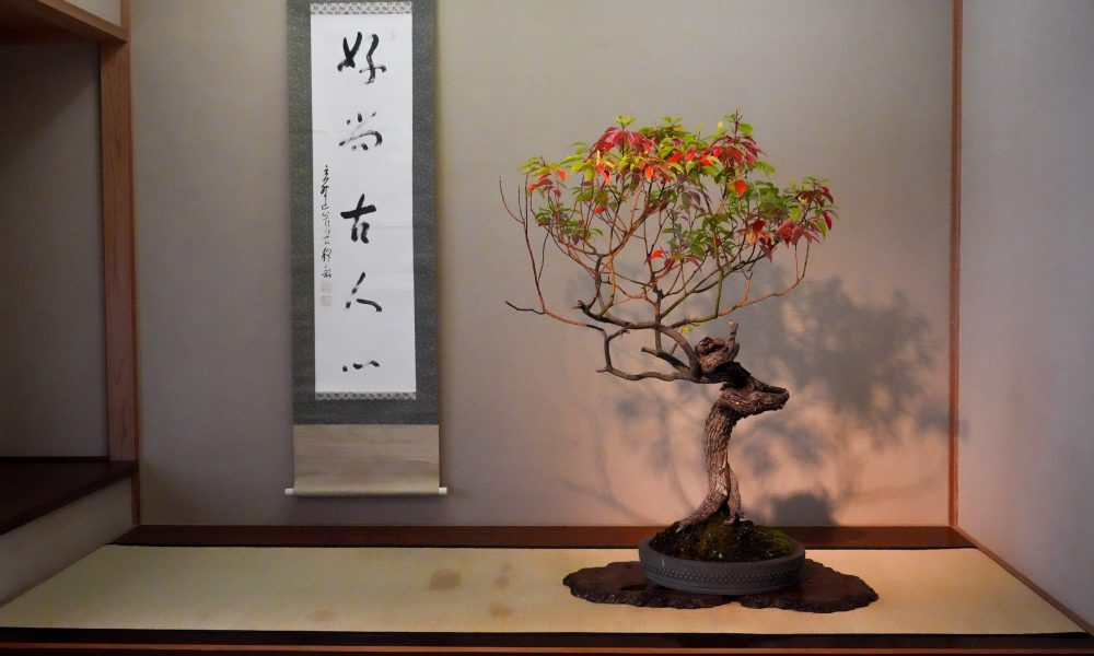 Musée d'art du bonsaï d'Omiya – Le premier musée du bonsaï au monde