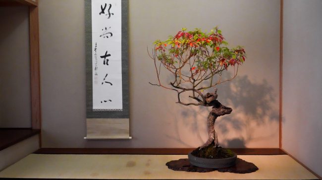 Musée d'art du bonsaï d'Omiya – Le premier musée du bonsaï au monde