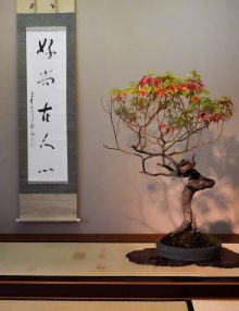 Musée d'art du bonsaï d'Omiya – Le premier musée du bonsaï au monde