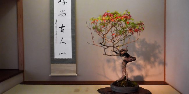Musée d'art du bonsaï d'Omiya – Le premier musée du bonsaï au monde