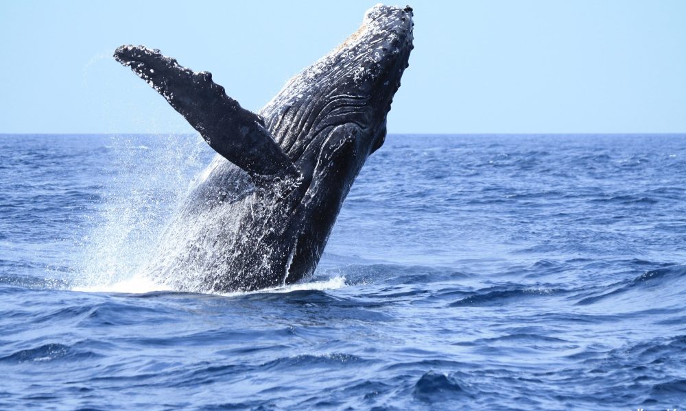 Paul Watson et la vendetta japonaise – 🐋 Bras de fer sur fond de chasse à la baleine