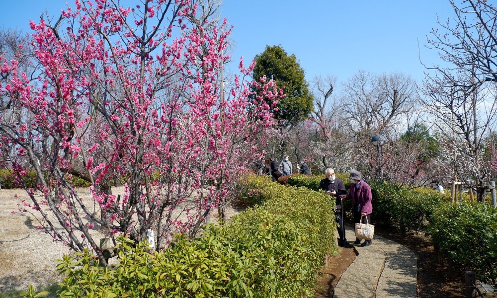 Parc Hanegi – Les pruniers de Setagaya à l'ouest de Tokyo