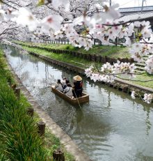 Shingashi-gawa – La rivière sous les cerisiers à Kawagoe