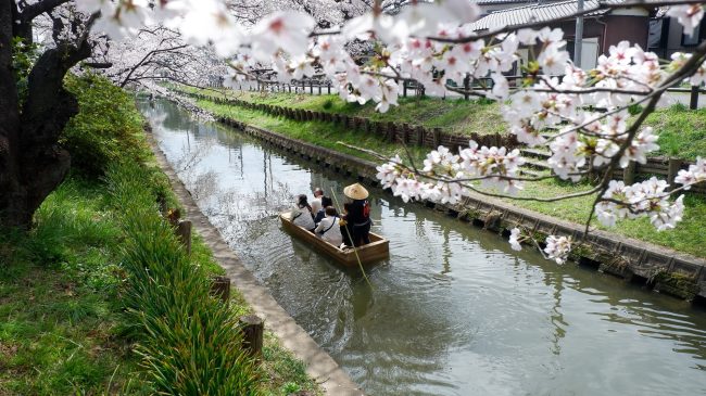 Shingashi-gawa – La rivière sous les cerisiers à Kawagoe