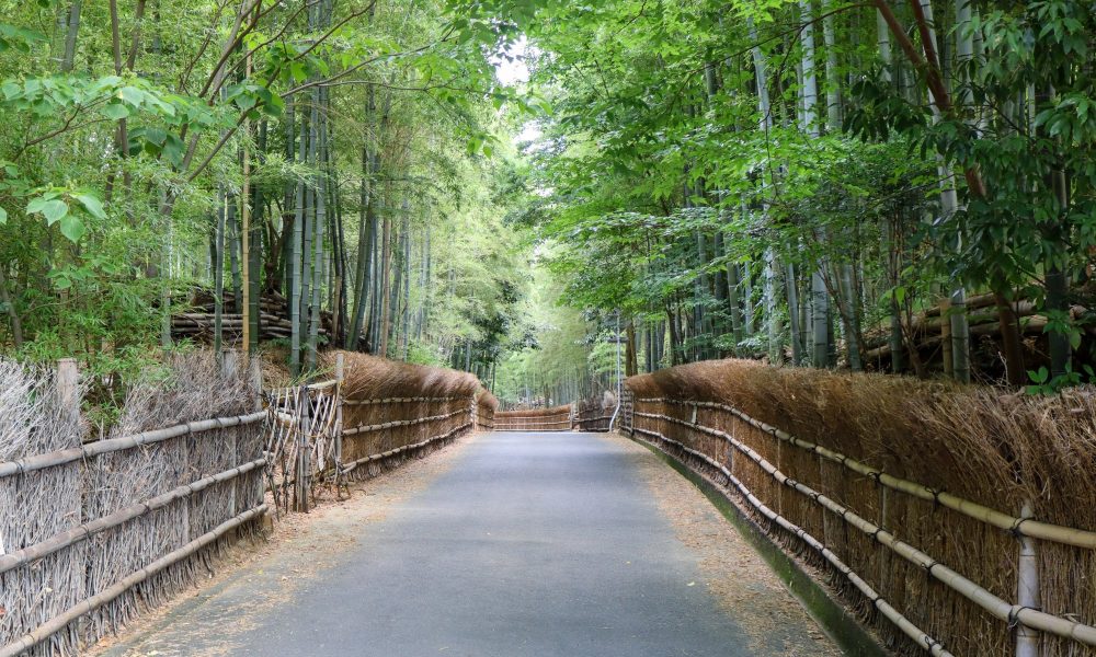 Take no Michi – 🎍Les bambous secrets de Muko au sud de Kyoto