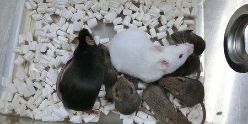 Une équipe japonaise réussit à cloner des souris à partir de cellules lyophilisées
