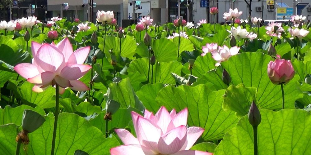 [Vidéo] Les fleurs de lotus s’épanouissent à Akita
