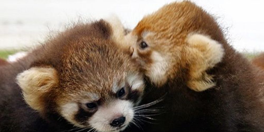 [Vidéo] Deux pandas roux pleins d’énergie se dévoilent au public à Yokohama