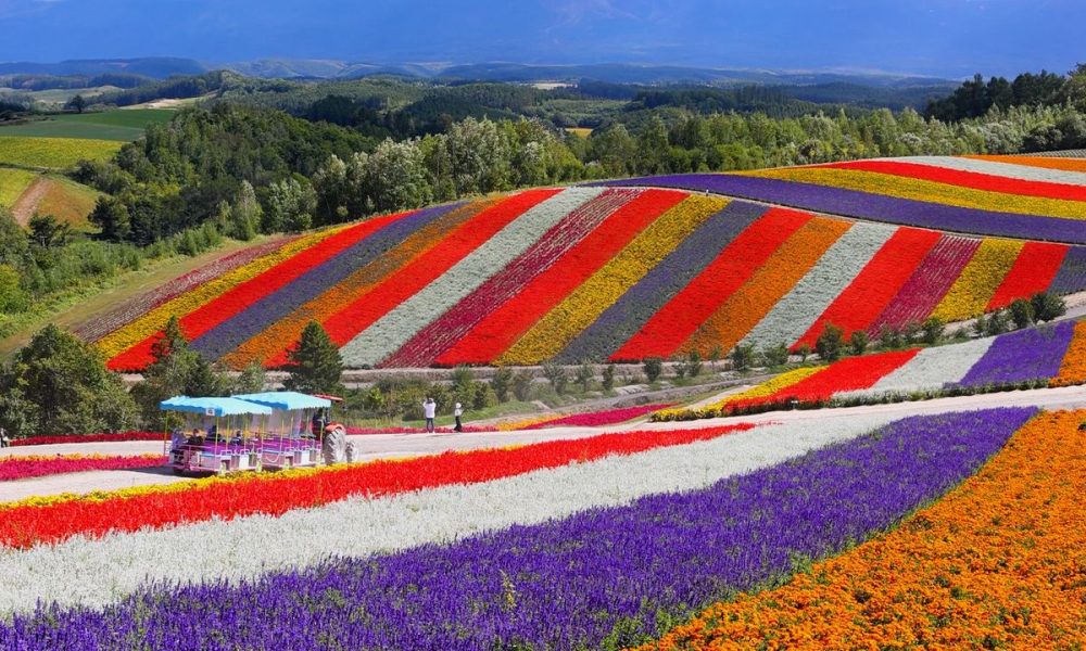 [Vidéo] Un splendide tapis de fleurs multicolore à contempler au nord du Japon