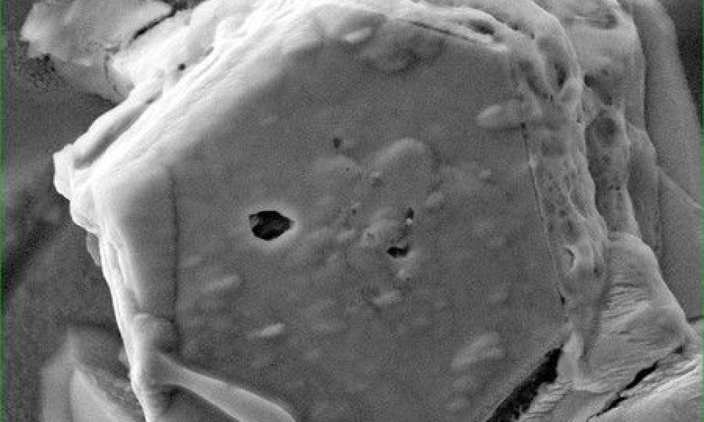 De l’eau sous forme liquide découverte sur l’astéroïde Ryûgû, rapporté par une sonde japonaise