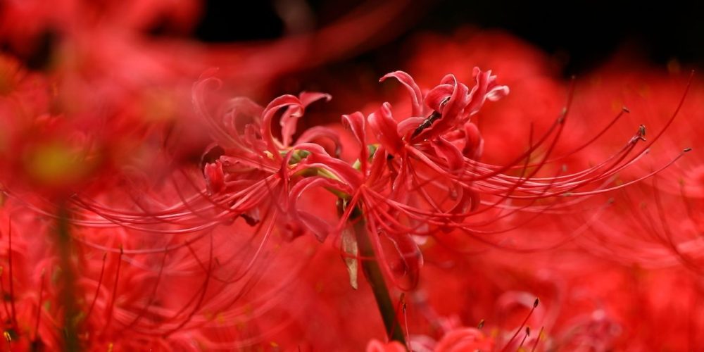 [Vidéo] « Higan-bana », les fleurs de l’équinoxe à admirer pour ce début d’automne japonais