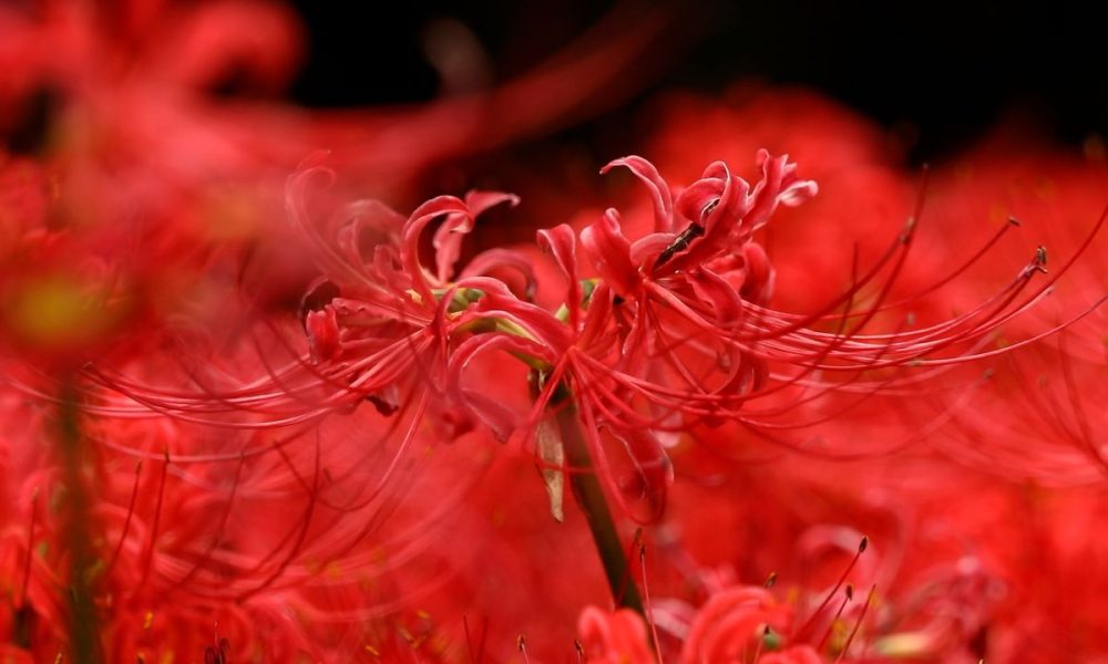 [Vidéo] « Higan-bana », les fleurs de l’équinoxe à admirer pour ce début d’automne japonais