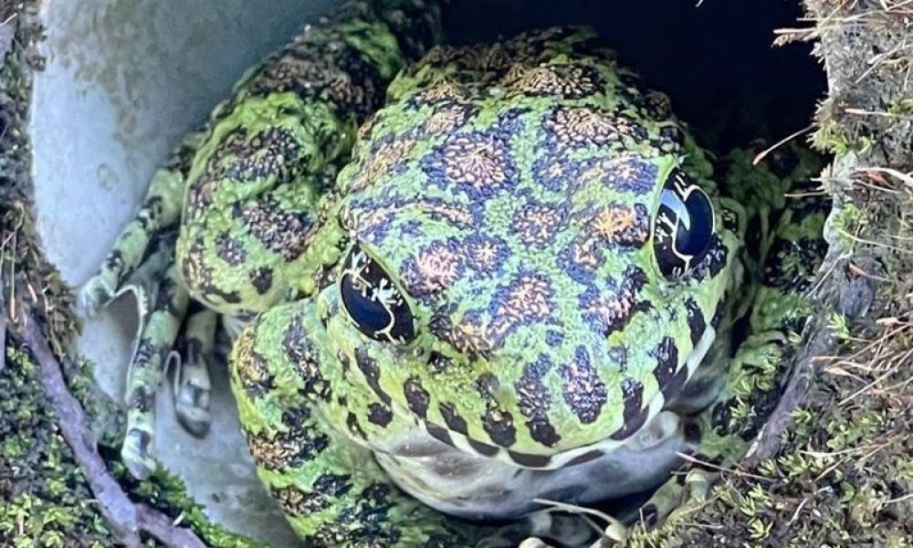 L’un des plus beaux amphibiens du Japon a élu domicile dans un tuyau de drainage