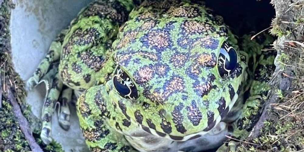L’un des plus beaux amphibiens du Japon a élu domicile dans un tuyau de drainage