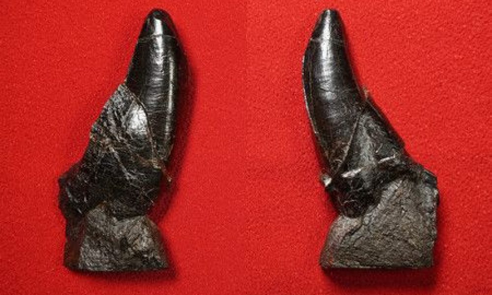 Une dent de tyrannosaure a été découverte à Nagasaki