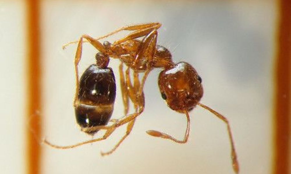 Plus de 10 000 fourmis de feu découvertes dans un conteneur au Japon