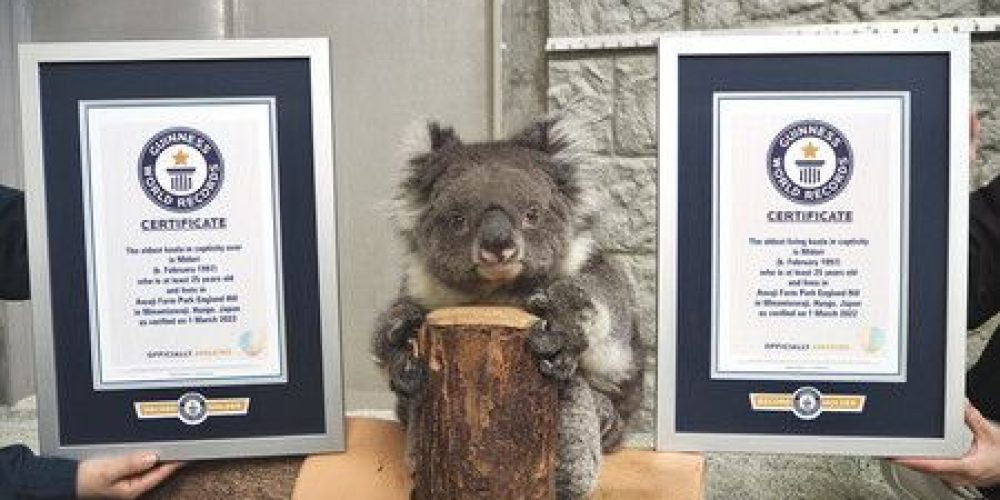 Le koala le plus vieux du monde s’est éteint au Japon à 25 ans