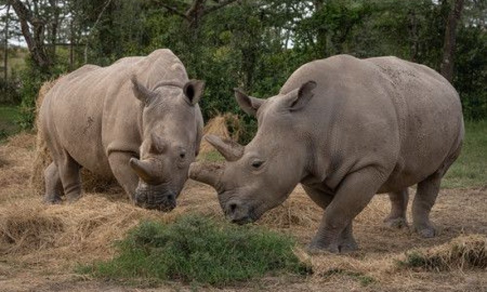Sauver le rhinocéros blanc du Nord de l’extinction : résultats prometteurs d’une équipe internationale