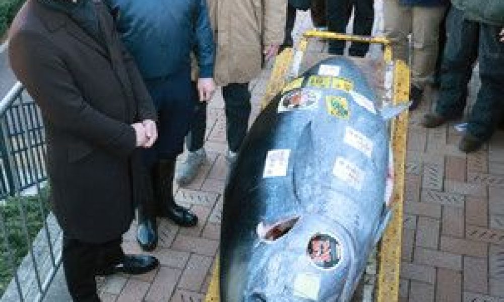 Un thon rouge de 212 kg acheté pour 36 millions de yens aux enchères du marché aux poissons de Toyosu